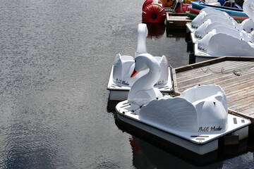 White swan paddle-boat. © Trevor Cook