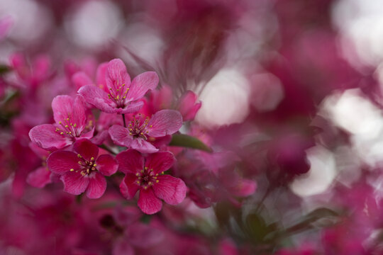 Pink  Cherry blossom 