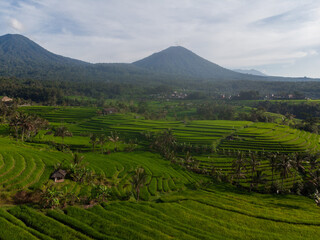 Green Rice Terraces, Bali, Indonesia. Horizontal picture, view from drone. Travel Bali concept