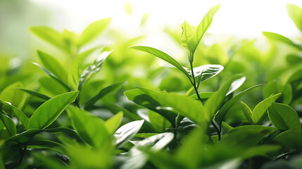 selective focus on lush green foliage against isolated background