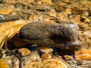 River Rock Close Up With Blurred Bed Of Rock In The Background