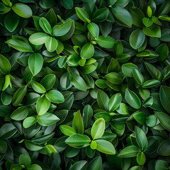 top view of vibrant green foliage on plain background