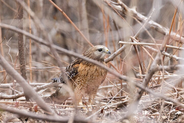  red-shouldered hawk (Buteo lineatus) hunting snakes