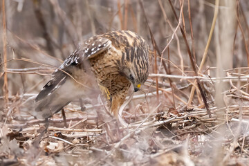  red-shouldered hawk (Buteo lineatus) hunting snakes