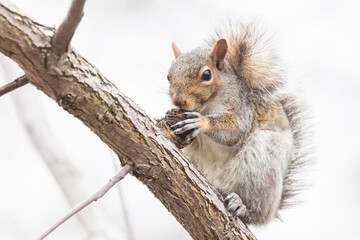 Naklejka na ściany i meble eastern gray squirrel (Sciurus carolinensis) eating walnuts 