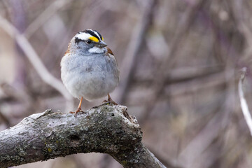  white-throated sparrow (Zonotrichia albicollis)
