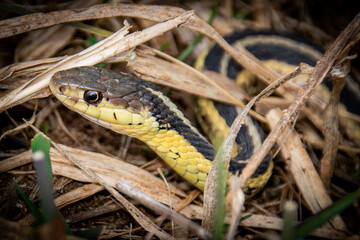 Common garter snake