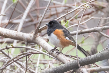 Male eastern towhee (Pipilo erythrophthalmus) in spring