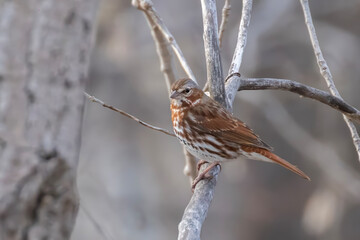 fox sparrow (Passerella iliaca) 