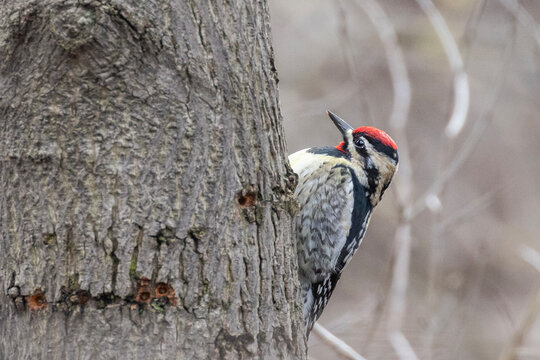 yellow-bellied sapsucker (Sphyrapicus varius)