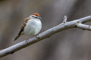 chipping sparrow (Spizella passerina) singing in spring