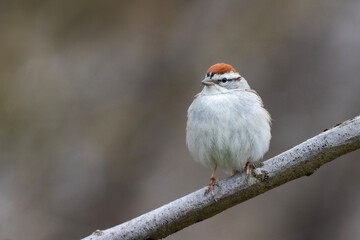chipping sparrow (Spizella passerina) singing in spring
