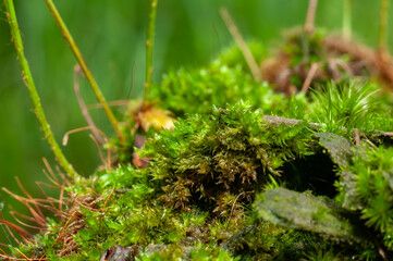 close up beautiful bright Green moss grown up cover the rough stones and on the floor in the forest.