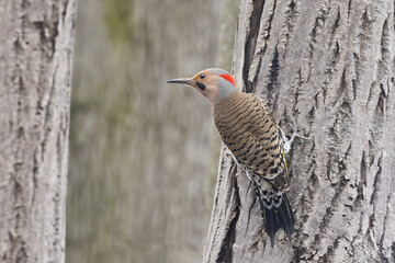  Male northern flicker or common flicker (Colaptes auratus) 