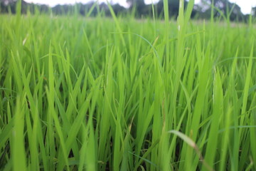 Background of a green grass. Green grass texture Green grass texture from a field.