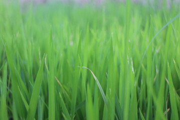 Obraz premium Background of a green grass. Green grass texture Green grass texture from a field.