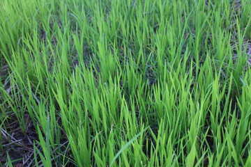 Background of a green grass. Green grass texture Green grass texture from a field.
