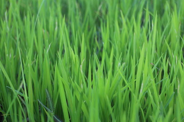 Fototapeta na wymiar Background of a green grass. Green grass texture Green grass texture from a field.