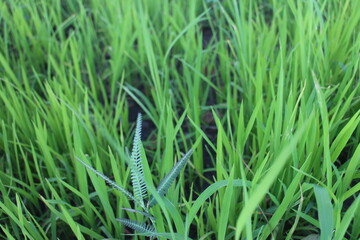 Background of a green grass. Green grass texture Green grass texture from a field.