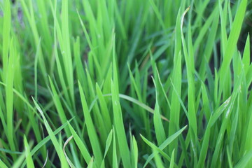 Background of a green grass. Green grass texture Green grass texture from a field.