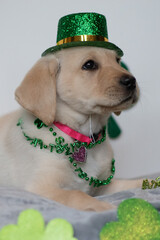 Dog wearing Saint Patrick's Day hat