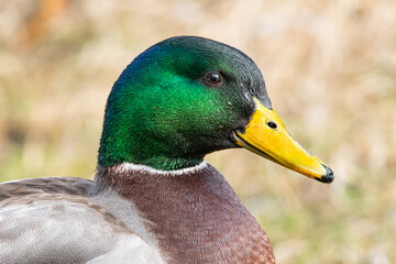 Mallard Duck
