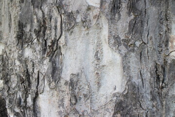 Close up texture of a tree bark