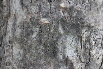 Close up texture of a tree bark