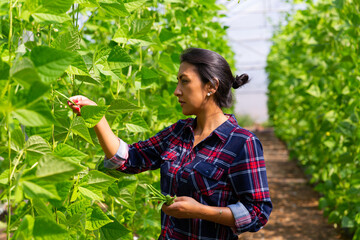 Female latino farmer puts ripe beans in plastic box for sale in the market