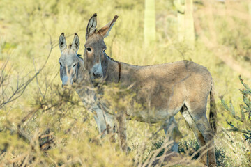Burros in the field