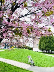 桜と自転車と公園