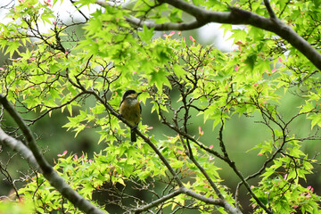 新緑のモミジに止まるヤマガラの幼鳥