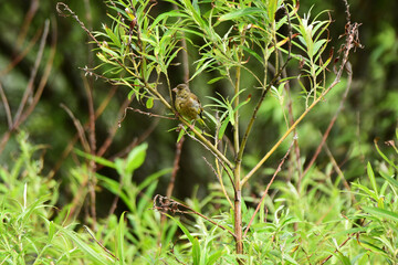 枝に止まるカワラヒワの幼鳥