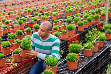 Man farmer caring for young houseplants at greenhouse farm and holding a pot with chamomile