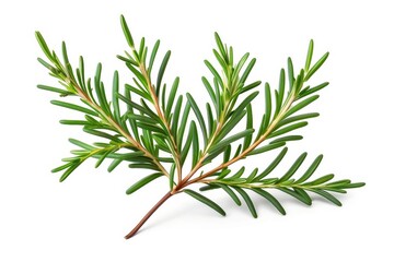 Fototapeta premium Fresh rich green rosemary sprig on white background, stems and needle like leaves. Generative AI 
