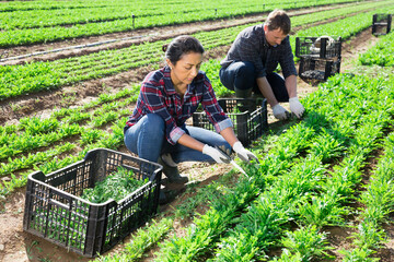 Biracial farmer family picking crop of fresh green arugula leaves on sunny spring day