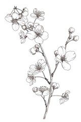Botanical line art of a cherry blossom branch, subtle and elegant, suitable for springtime decor or delicate stationery designs.