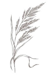 Botanical line drawing of a wheat stalk, simple and rustic, perfect for farmhouse decor or agrarianthemed projects.