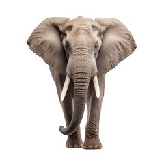 Obraz premium Elephant isolated on transparent background
