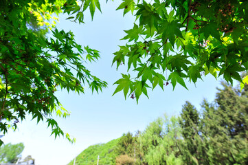 green leaves and blue sky