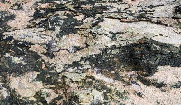 Rotted tree limb and moss wallpaper and background texture