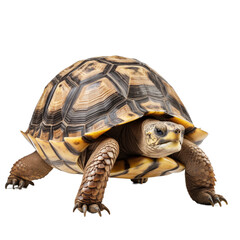 Obraz premium Big turtle isolated on transparent background