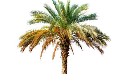 palm tree  kurma