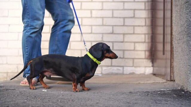 Owner carries small dachshund on hands and puts on ground. Dog with owner going for walk on nature to have fun playing in park