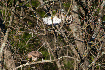 hawk in a tree