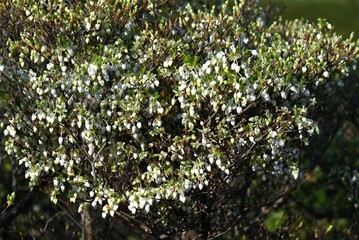 Japanese enkianthus flowers.The Japanese name is Dodan-tsutsuji.This tree is a pleasure to admire...
