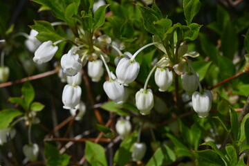 Japanese enkianthus flowers.The Japanese name is Dodan-tsutsuji.This tree is a pleasure to admire...