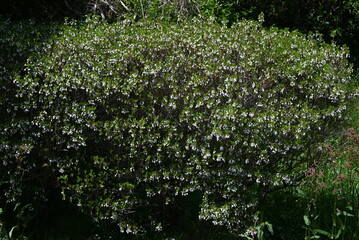 Japanese enkianthus flowers.The Japanese name is Dodan-tsutsuji.This tree is a pleasure to admire...