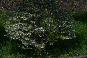 Japanese enkianthus flowers.The Japanese name is Dodan-tsutsuji.This tree is a pleasure to admire for a long period of time, with its fresh greenery in spring, flowers, and autumn leaves.