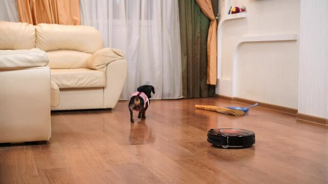 Dachshund runs around robotic vacuum cleaner sniffing floor surface. Responsible pet checks quality of vacuuming with vacuum cleaner
